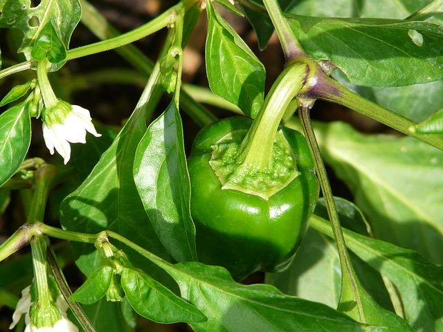 zelená paprika